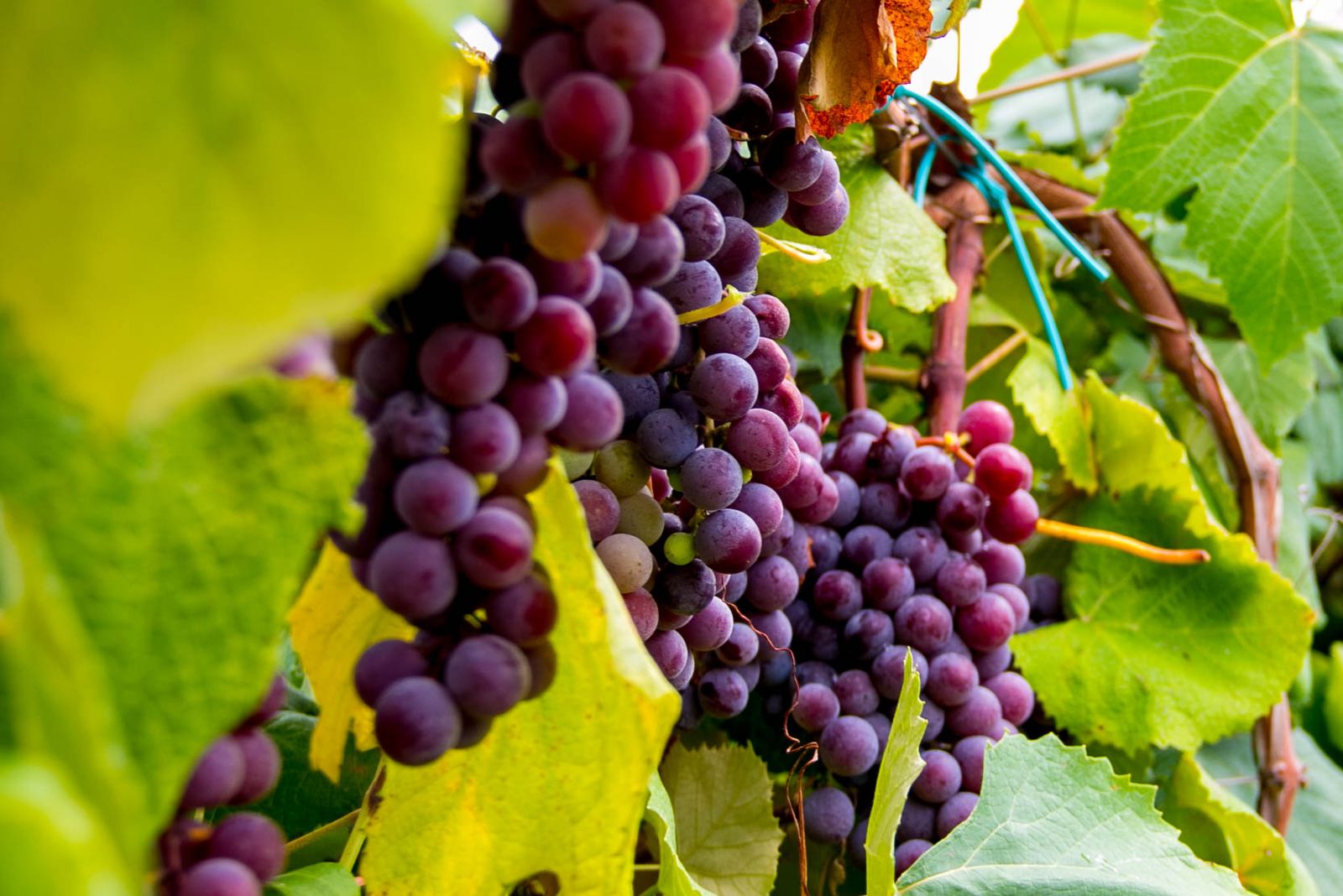 Apple Creek Vineyard & Winery